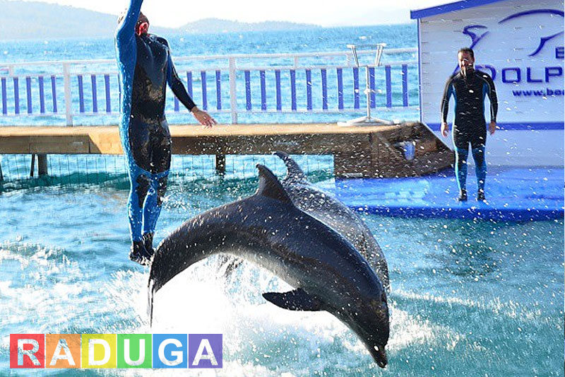 Плавание с дельфинами в Бодруме - Программа - Цена и Отзывы